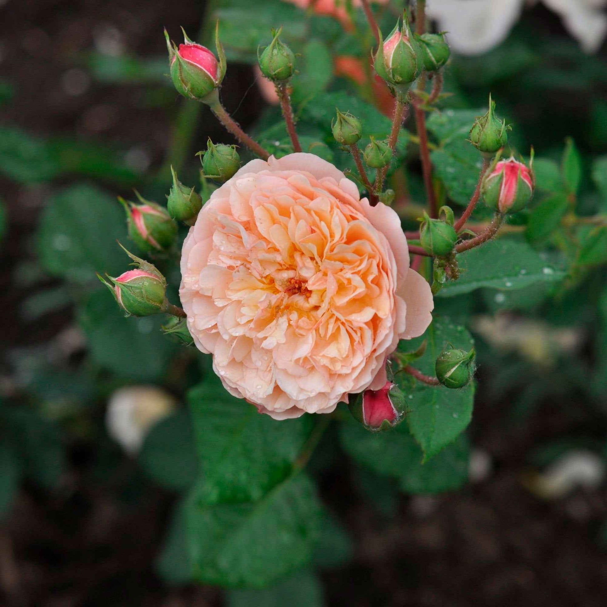 3x Rosen Rosa 'Eveline Wild'® floribunda Rosa - Winterhart  - Wurzelnackte Pflanzen - Gartenpflanzen
