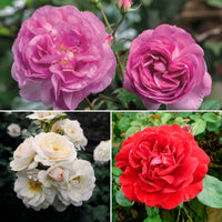 3x Büschelrose Rosa – Mix 'Stark Duftend' Orange-Lila-Weiß  - Wurzelnackte Pflanzen - Winterhart - Heckenrosen
