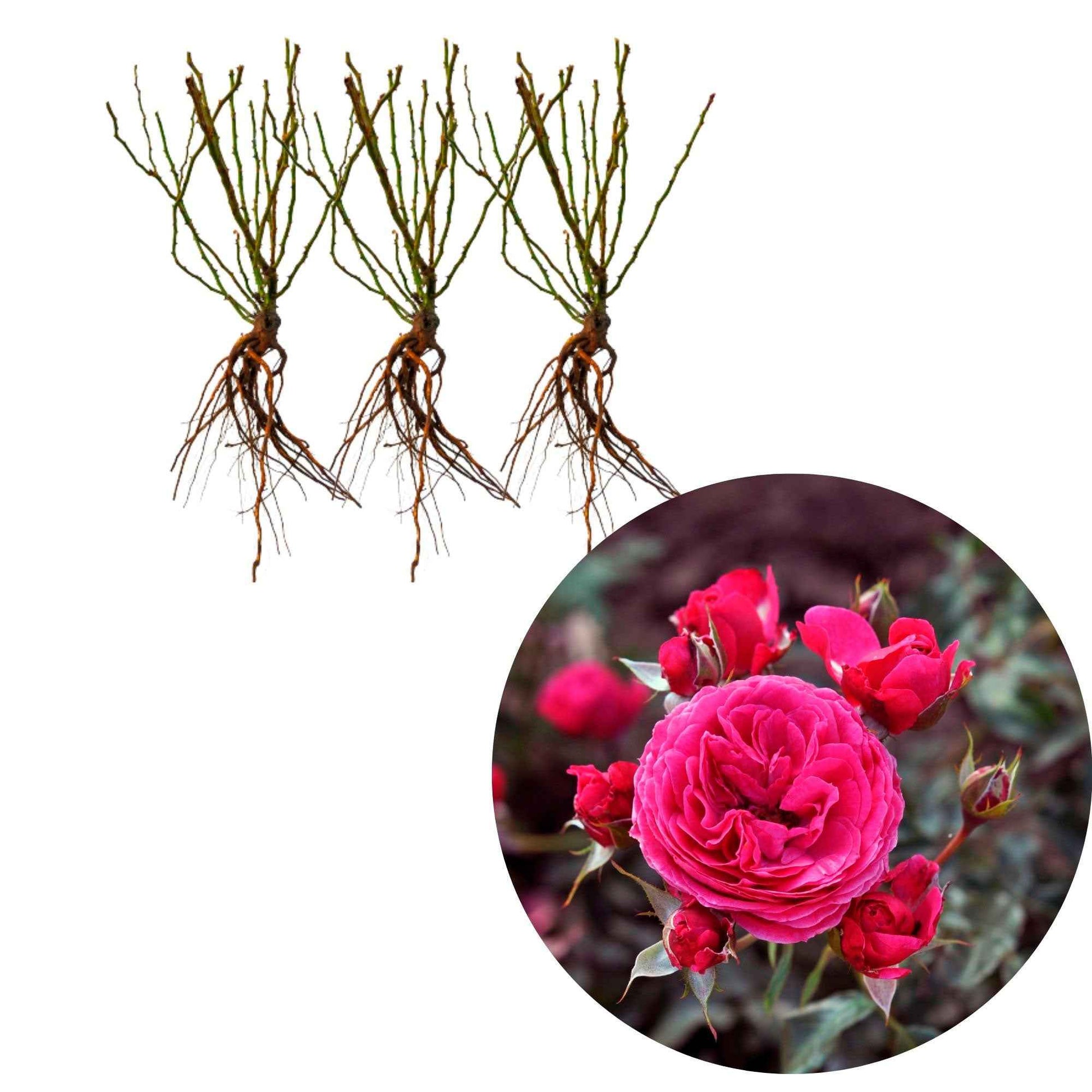 3x Rosen Rosa 'Dolce'® Rosa  - Wurzelnackte Pflanzen - Winterhart - Pflanzensorten