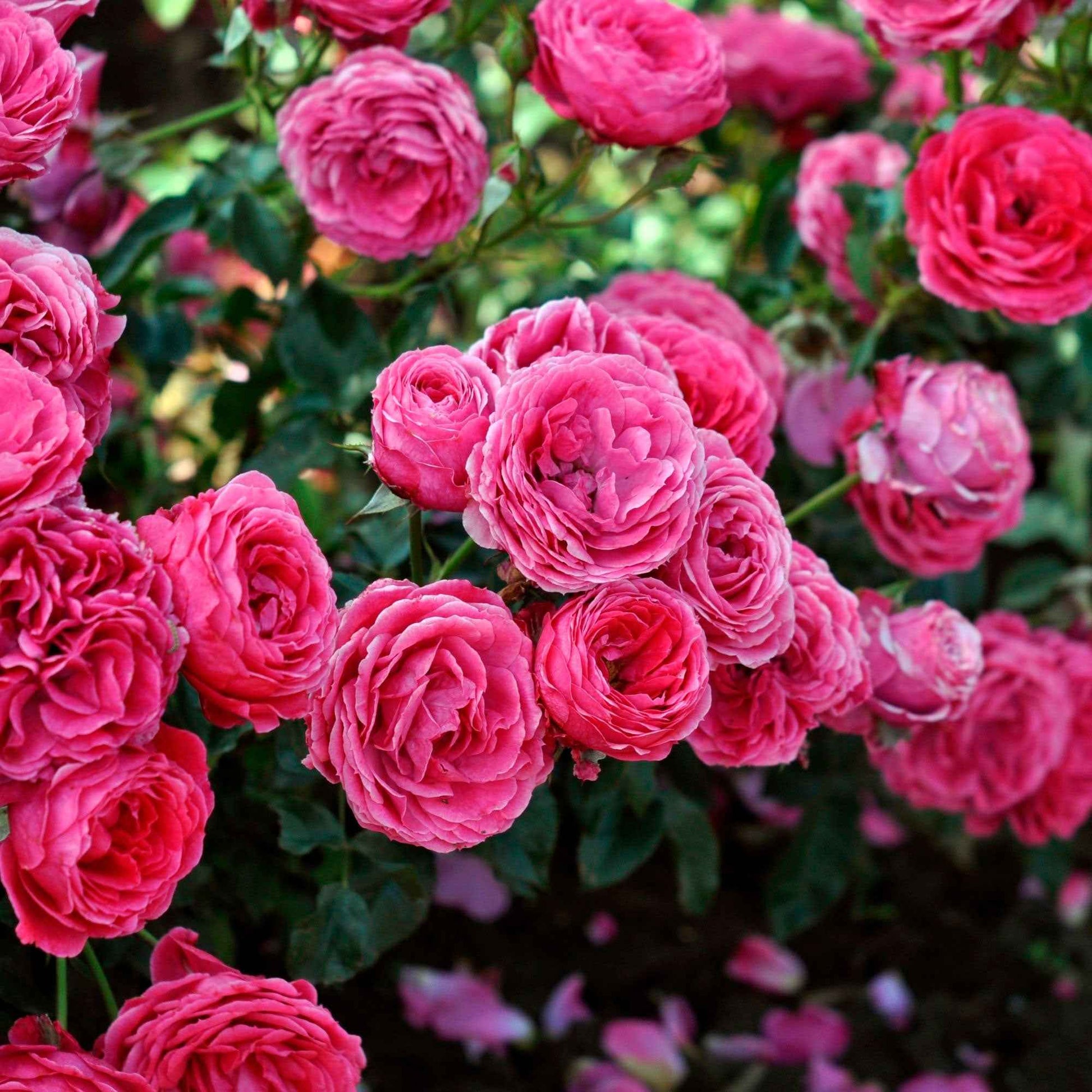 3x Rosen Rosa 'Dolce'® Rosa  - Wurzelnackte Pflanzen - Winterhart - Gartenpflanzen