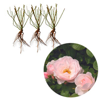 3x Rosen Rosa 'Pear'® Rosa  - Wurzelnackte Pflanzen - Winterhart - Rosen