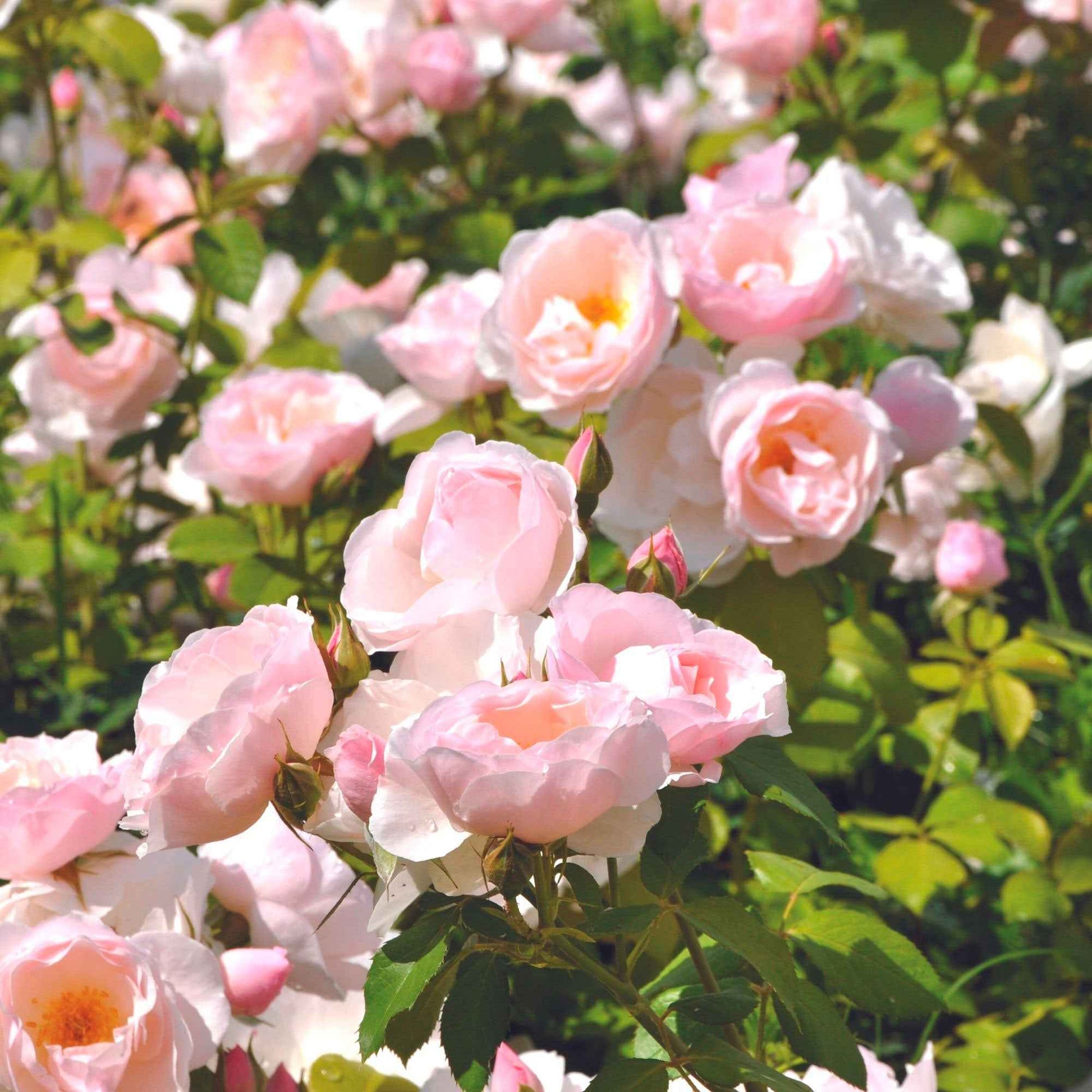 3x Rosen Rosa 'Pear'® Rosa  - Wurzelnackte Pflanzen - Winterhart - Gartenpflanzen