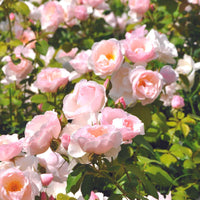 3x Rosen Rosa 'Pear'® Rosa  - Wurzelnackte Pflanzen - Winterhart - Pflanzeneigenschaften