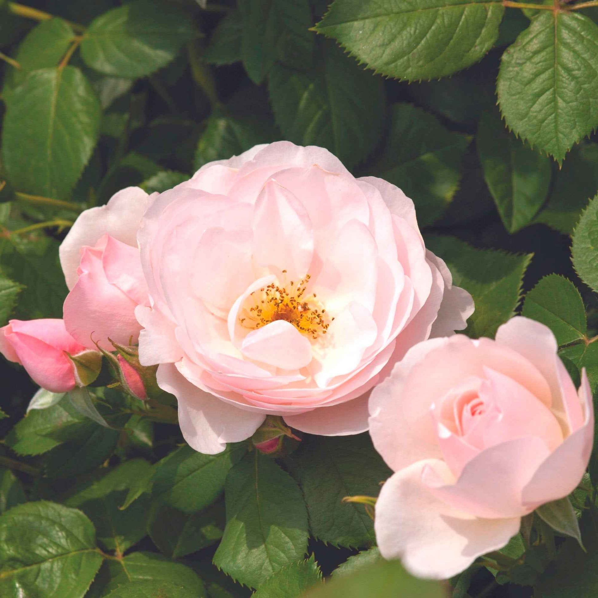3x Rosen Rosa 'Pear'® Rosa  - Wurzelnackte Pflanzen - Winterhart - Pflanzensorten