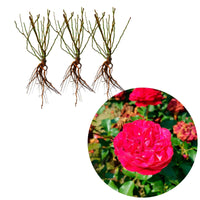 3x Rosen Rosa 'Red Meilove'® Rot  - Wurzelnackte Pflanzen - Winterhart - Pflanzensorten
