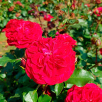 3x Rosen Rosa 'Red Meilove'® Rot  - Wurzelnackte Pflanzen - Winterhart - Gartenpflanzen