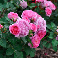 3x Rosen Rosa 'Renée van Wegberg'® Rosa  - Wurzelnackte Pflanzen - Winterhart - Gartenpflanzen