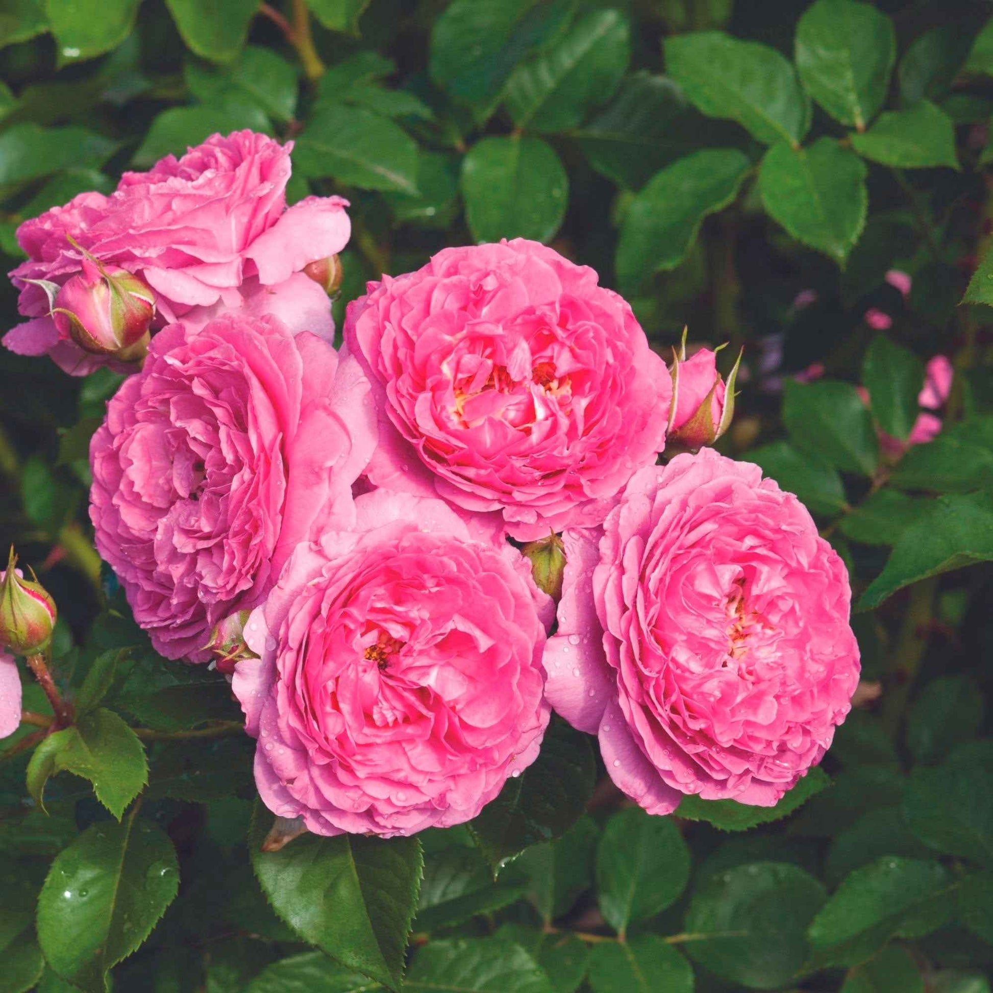 3x Rosen Rosa 'Renée van Wegberg'® Rosa  - Wurzelnackte Pflanzen - Winterhart - Pflanzensorten