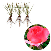 3x Büschelrose Rose Rosa 'Ville de Roeulx'® Rosa  - Wurzelnackte Pflanzen - Winterhart - Pflanzensorten