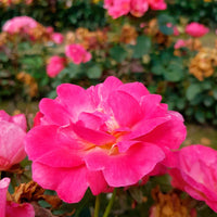 3x Büschelrose Rose Rosa 'Ville de Roeulx'® Rosa  - Wurzelnackte Pflanzen - Winterhart - Gartenpflanzen