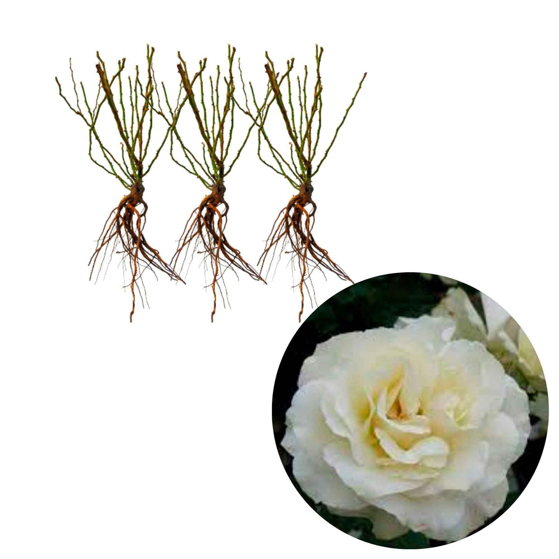 3x Rosen 'White Meilove'® Weiß  - Wurzelnackte Pflanzen - Winterhart - Pflanzeneigenschaften