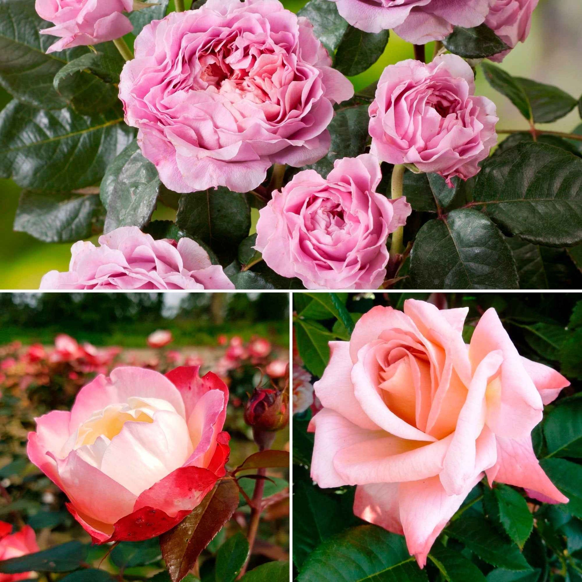 3x Großblütige Rose Rosa 'Nostalgischer Duft' Gemischt  - Wurzelnackte Pflanzen - Winterhart - Gartenpflanzen