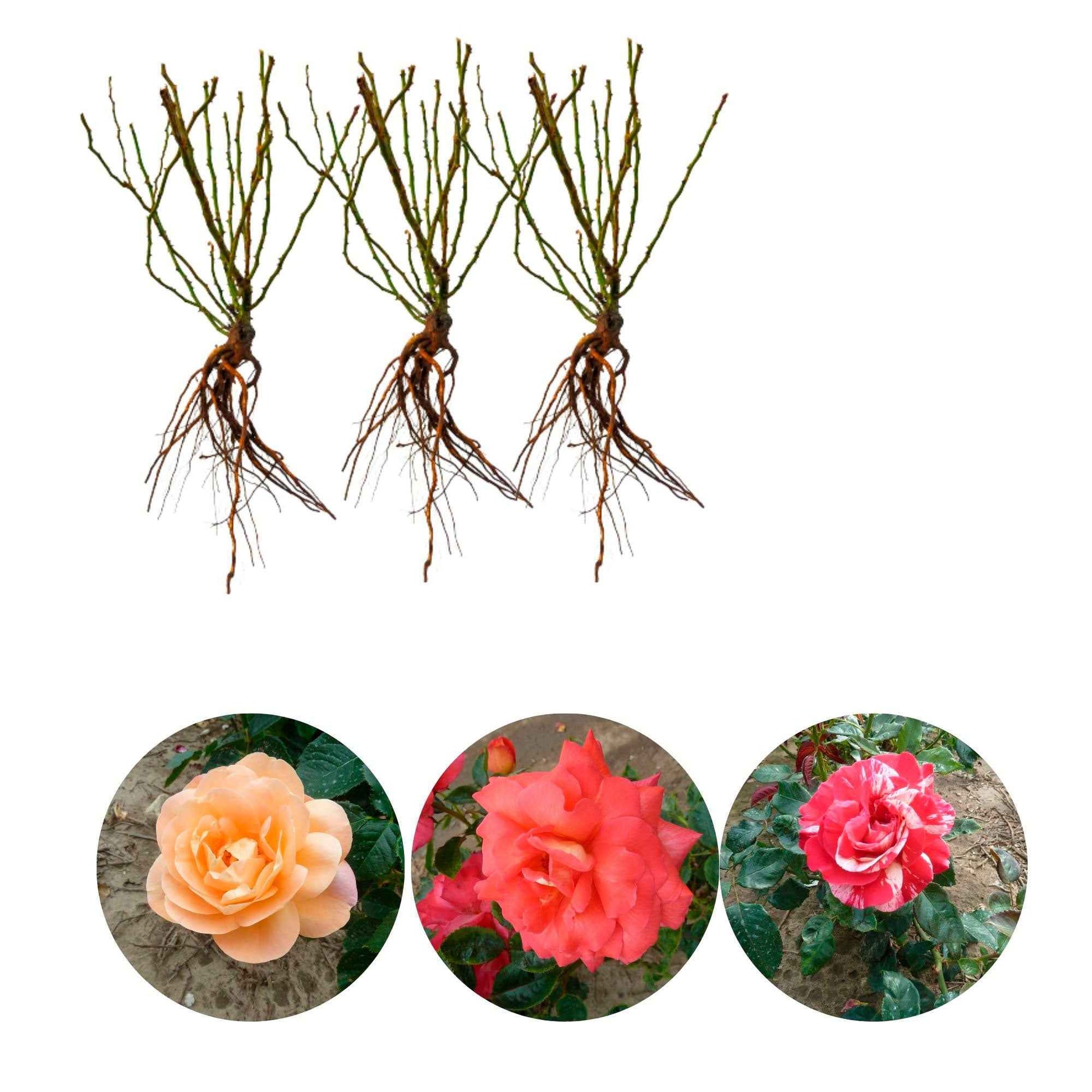 3x Großblütige Rose Rosa 'Duftend und bunt' Gemischt  - Wurzelnackte Pflanzen - Winterhart - Großblumige Rosen