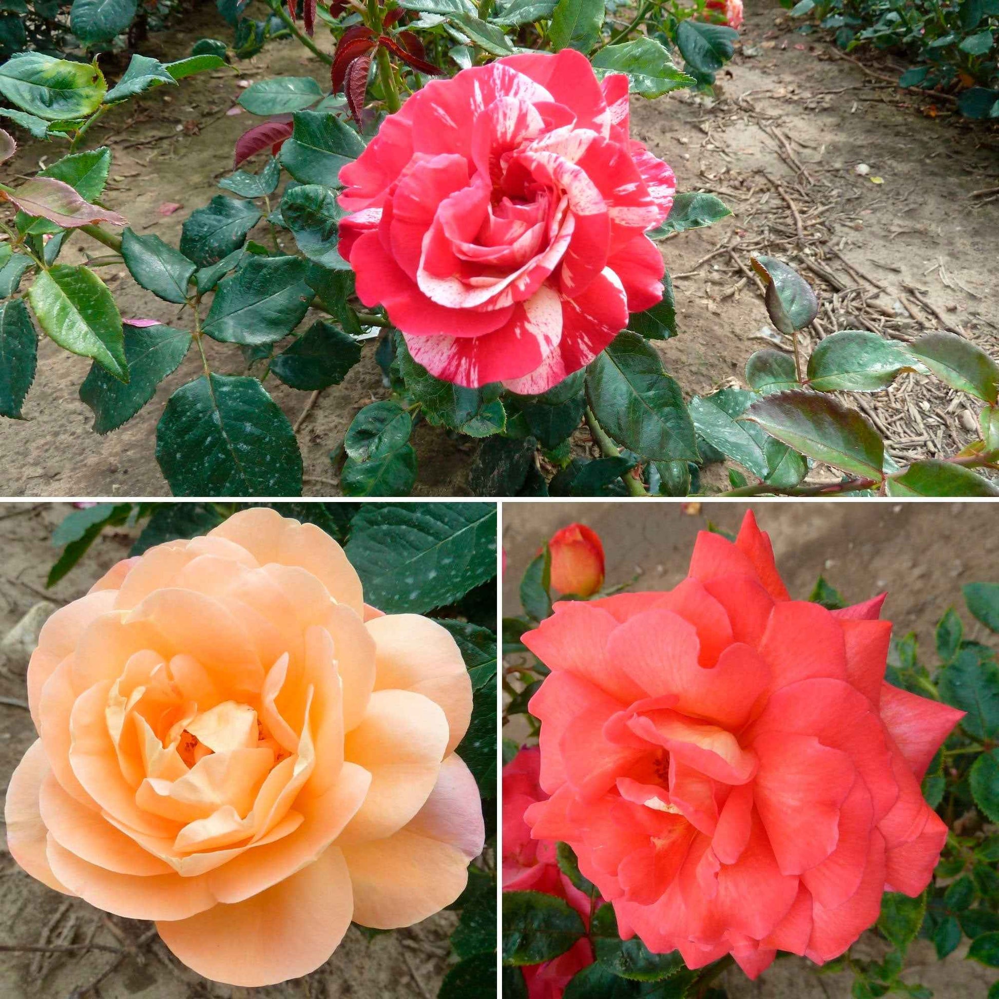 3x Großblütige Rose Rosa 'Duftend und bunt' Gemischt  - Wurzelnackte Pflanzen - Winterhart - Bienen- und schmetterlingsfreundliche Pflanzen