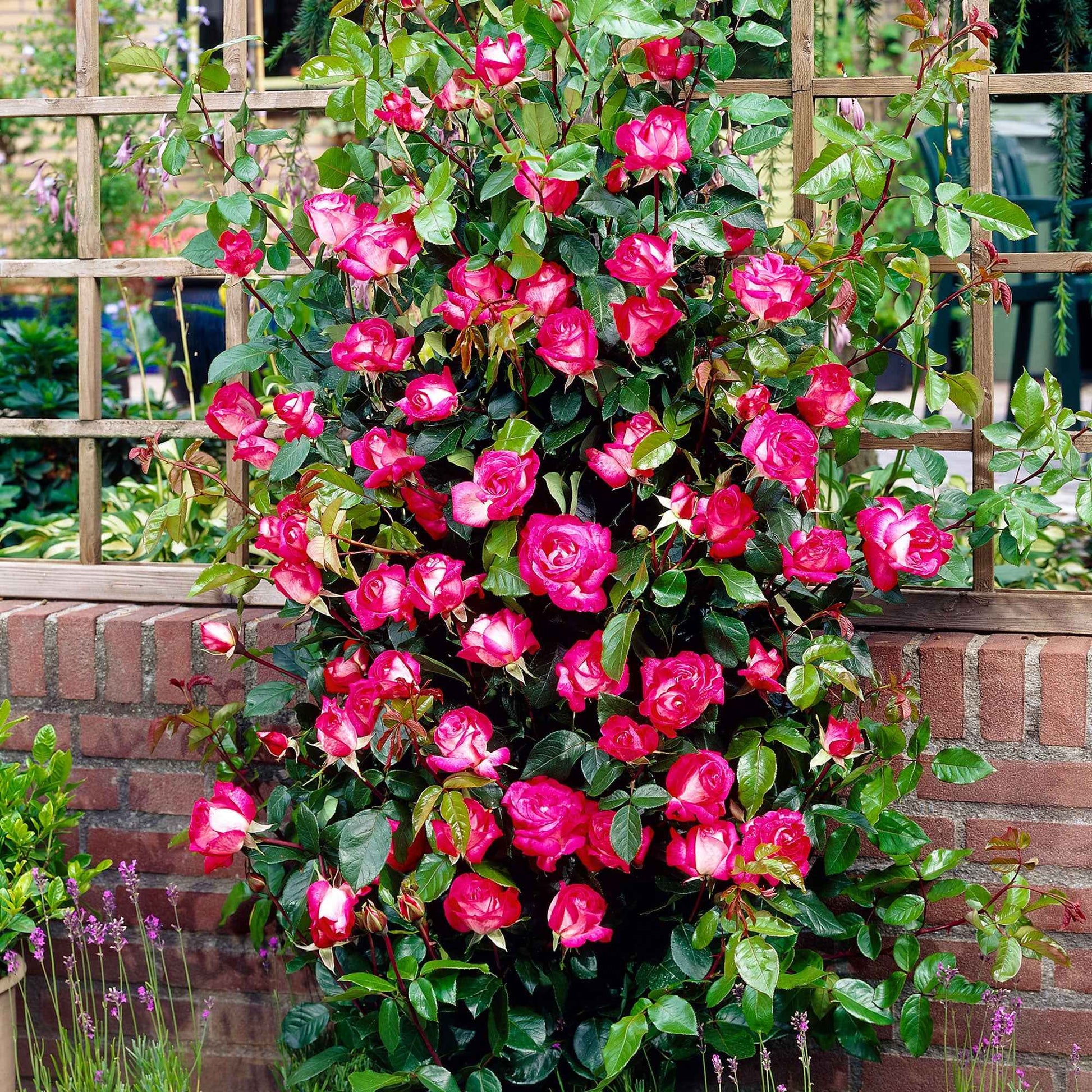 Großblütige Rose Rosa 'Rose Gaujard' rot-weiβ - Wurzelnackte Pflanzen - Winterhart - Duftende Rosen