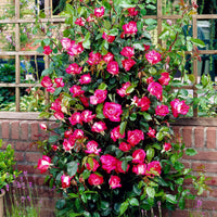 Großblütige Rose Rosa 'Rose Gaujard' rot-weiβ - Wurzelnackte Pflanzen - Winterhart - Gartenpflanzen