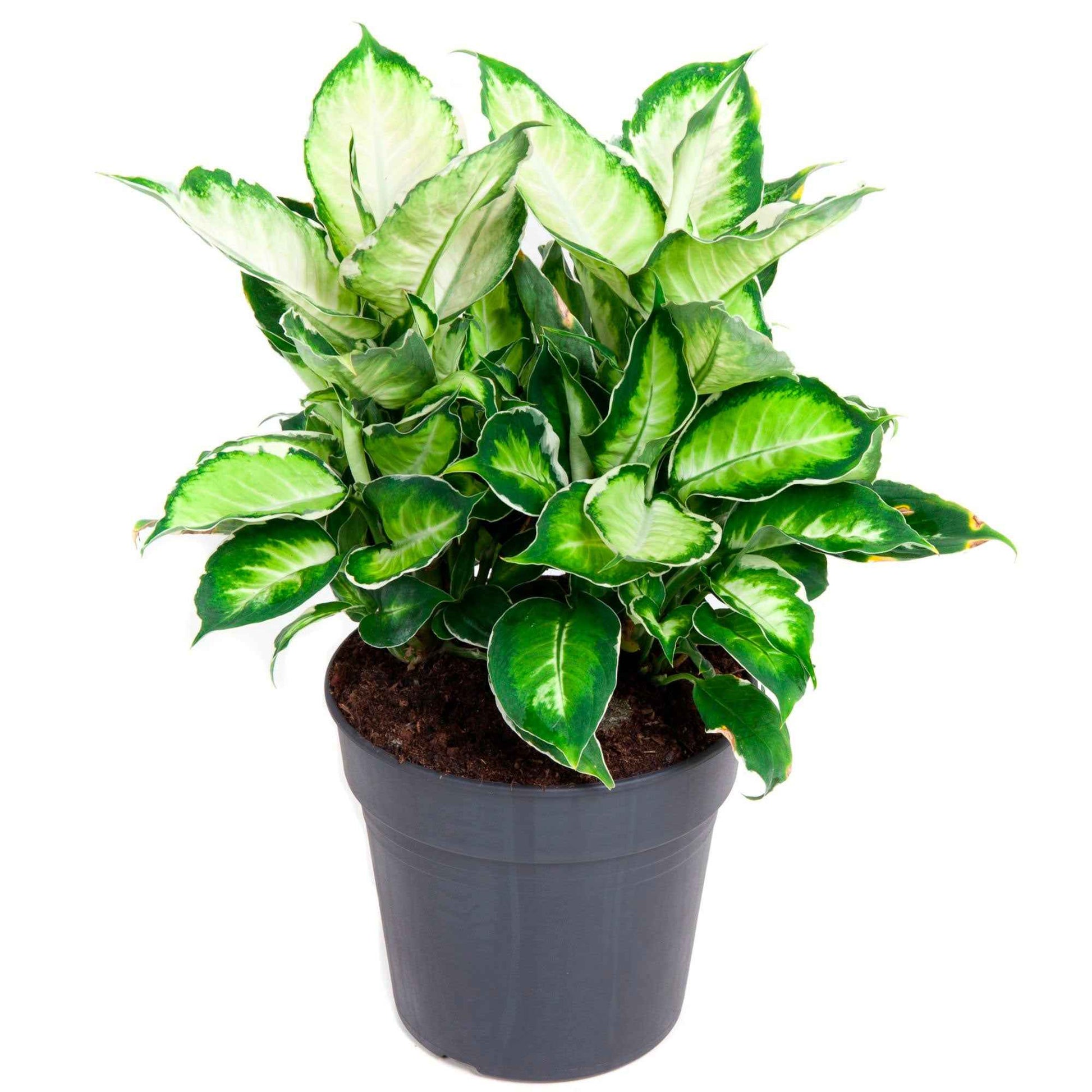 Dieffenbachia seguine 'Cool Beauty', mehrfarbig 'Cool Beauty' - Grüne Zimmerpflanzen