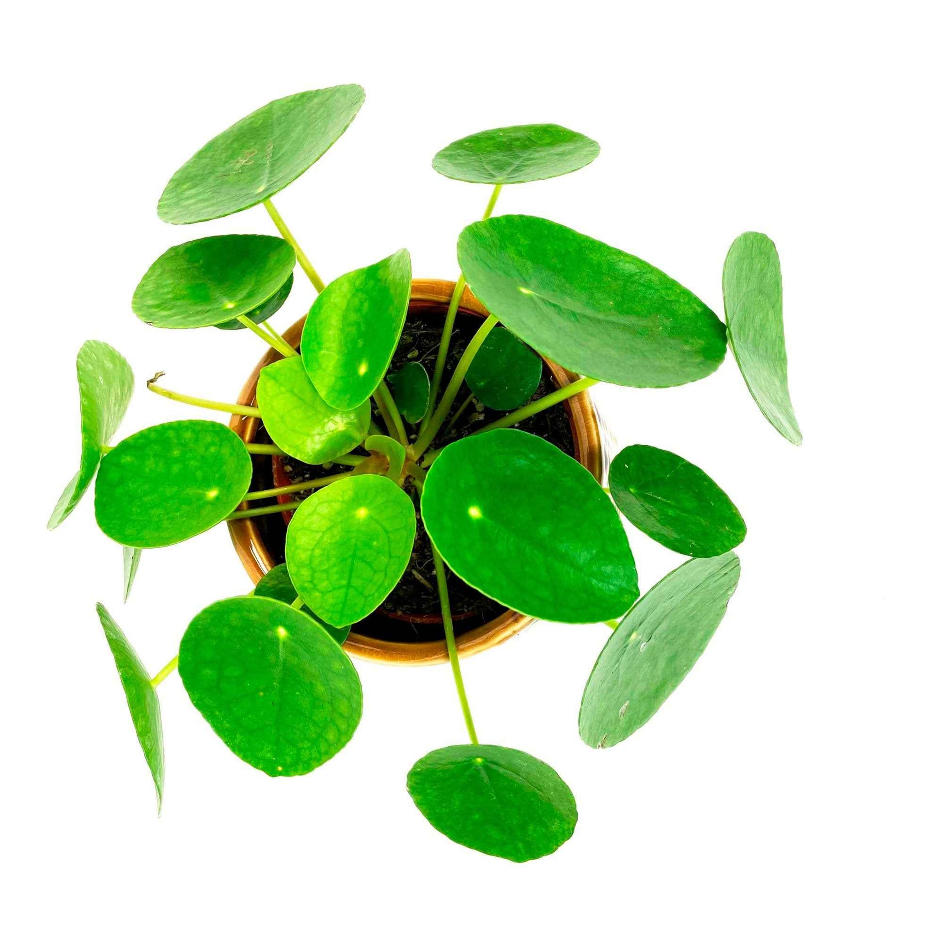 Pfannkuchenpflanze Pilea peperomioides inkl. Dekotopf - Grüne Zimmerpflanzen im Übertopf
