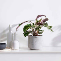 Calathea 'Fushion White' - Büropflanzen