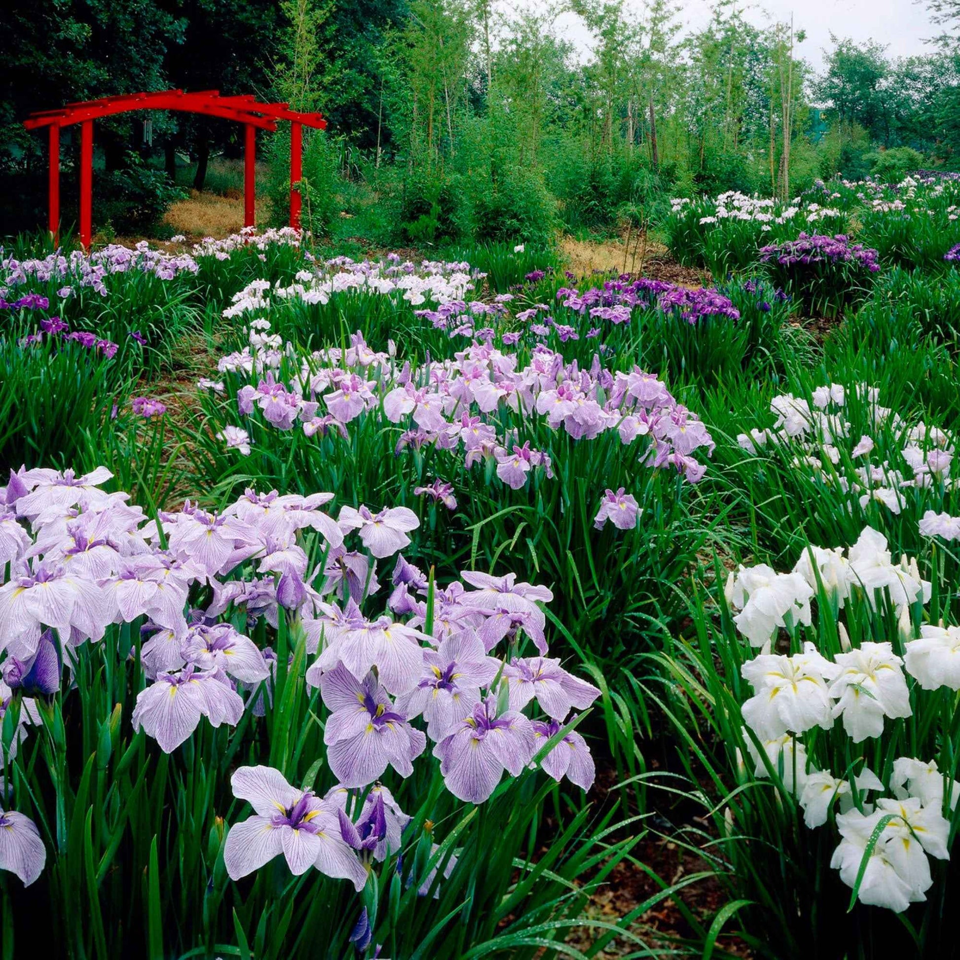 3x Japanischer Schwertlilienmix ensata 'Elegant Flowers' – lila-blau-weiß - Winterhart - Alle Blumenzwiebeln