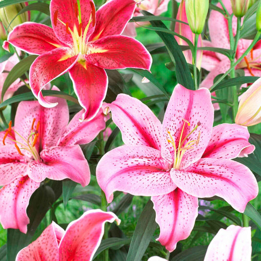 10x Lilie Lilium Mix 'Garden Flowers'  Rosa-Rot - Winterhart - Alle beliebten Blumenzwiebeln