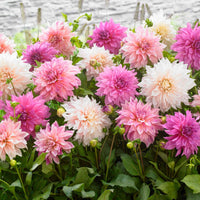 5x Dahlien 'Dinnerplate Garden' Weiß-Lila-Rosa - Winterhart - Alle Blumenzwiebeln