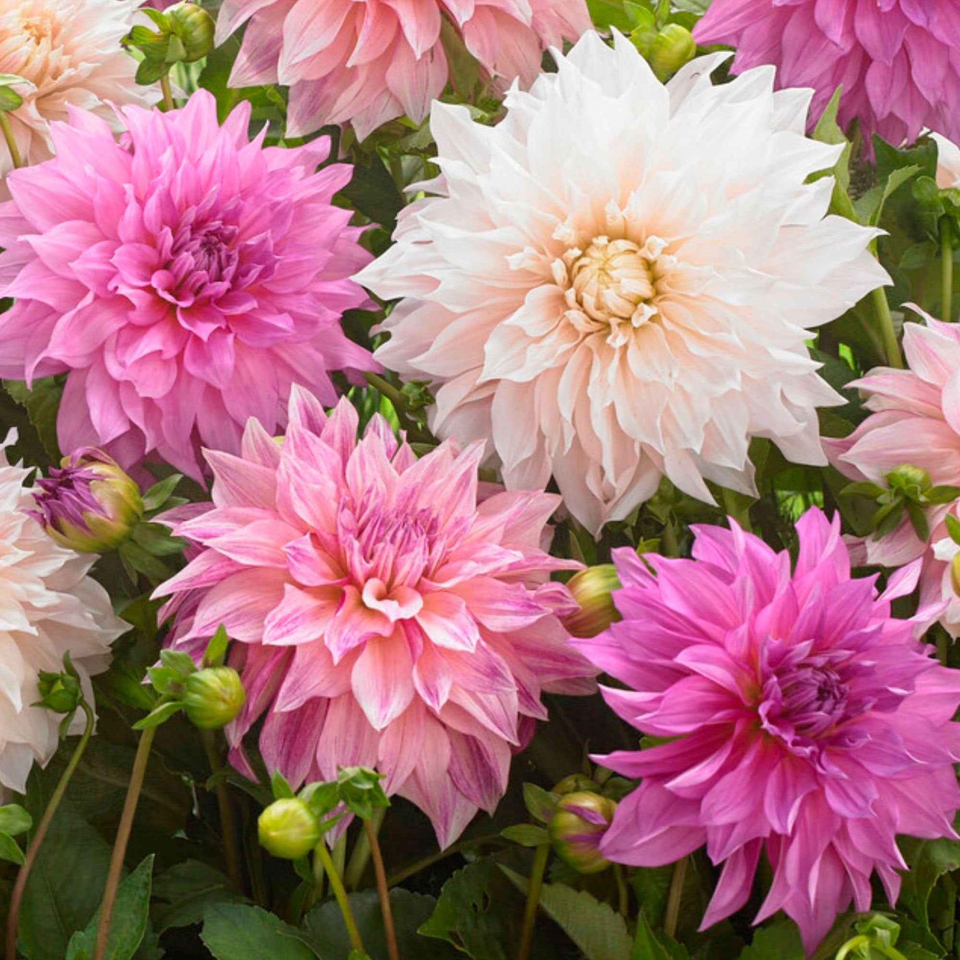 5x Dahlien 'Dinnerplate Garden' Weiß-Lila-Rosa - Winterhart - Alle beliebten Blumenzwiebeln