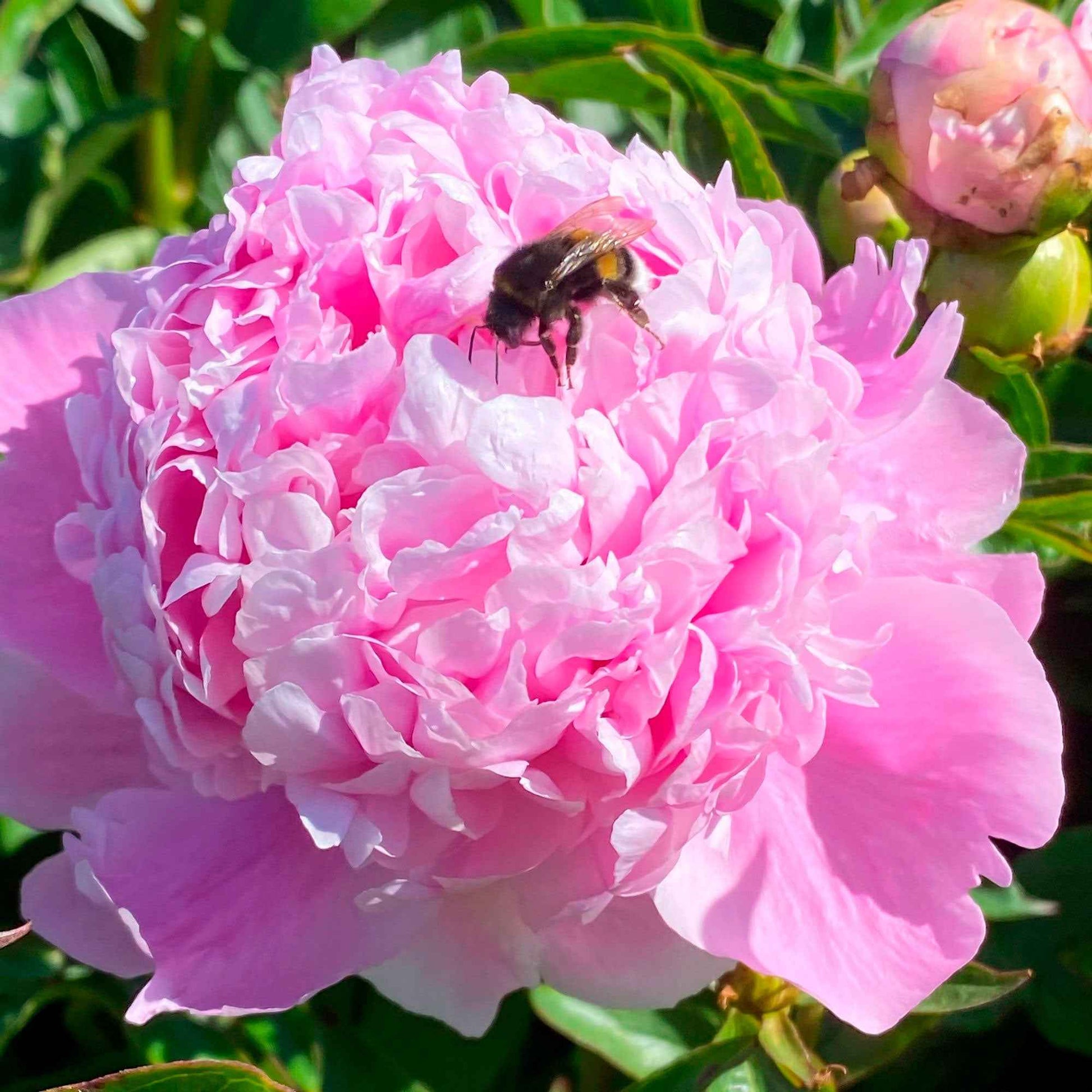 5x Pfingstrose Paeonia, rosa-weiß-lila - Winterhart - Alle Blumenzwiebeln