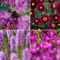 50x Mix 'Purple Collection ', lila - Blumenzwiebel Geschenke