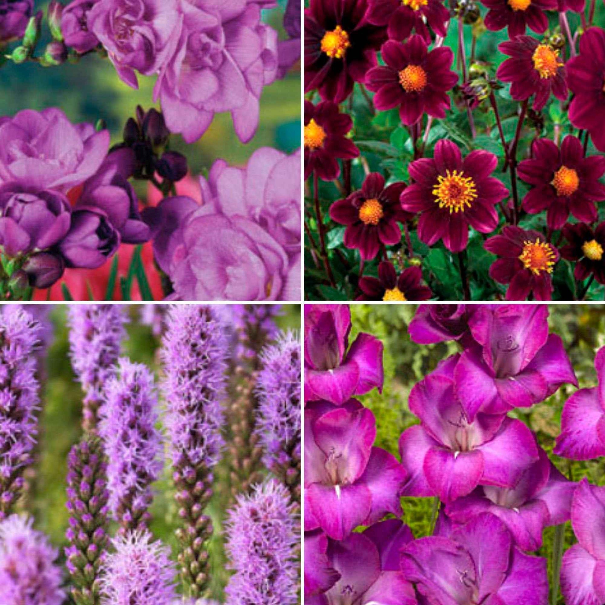 50x Mix 'Purple Collection ', lila - Blumenzwiebel Geschenke