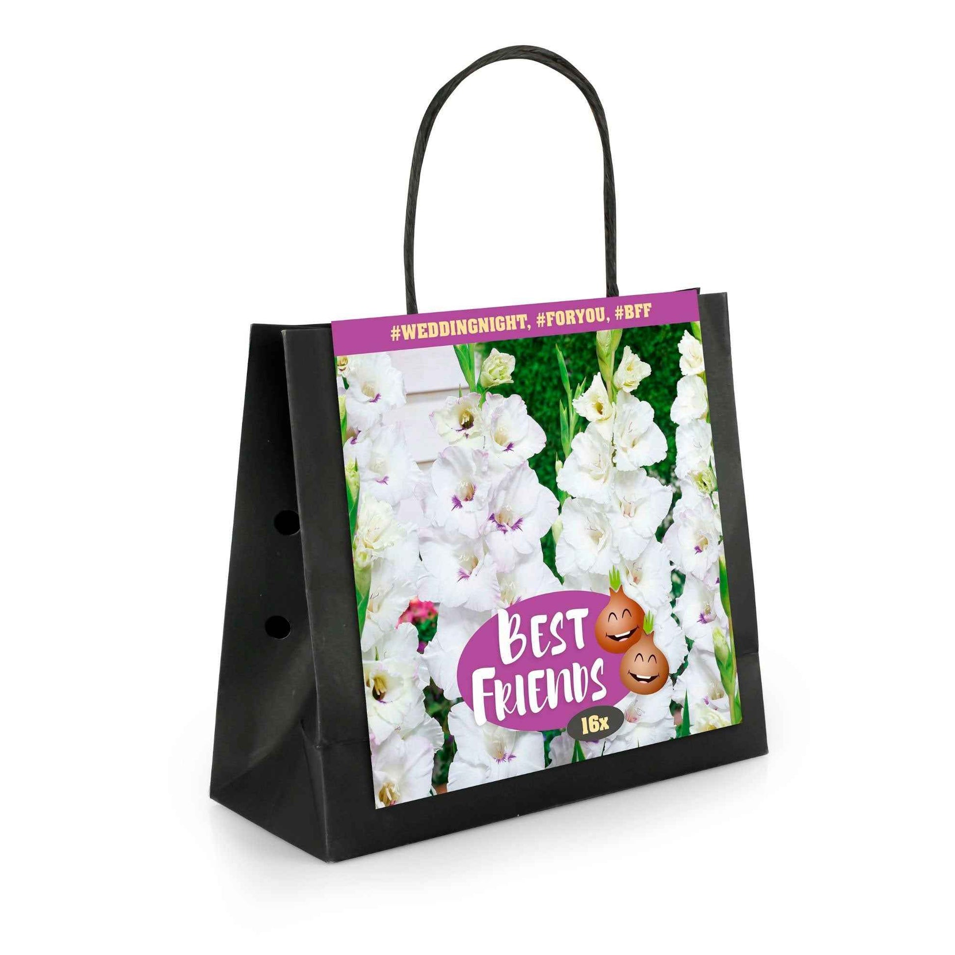 16x Gladiole Gladiolus 'Wedding Night'  Weiß-Lila - Alle beliebten Blumenzwiebeln