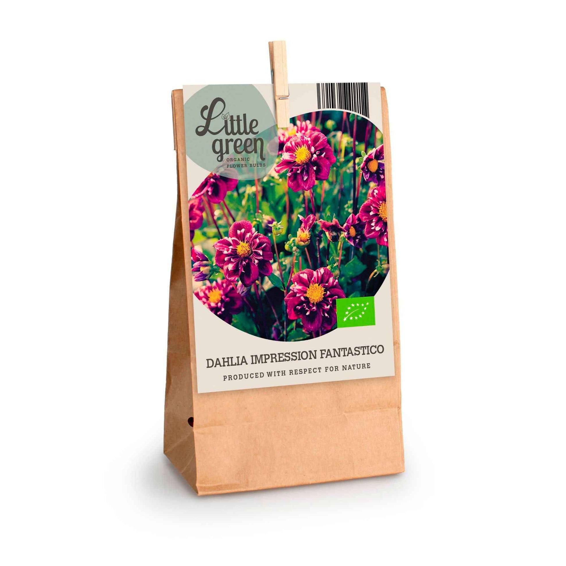 Dahlie 'Impression Fantastico', lila - Bio - Alle beliebten Blumenzwiebeln