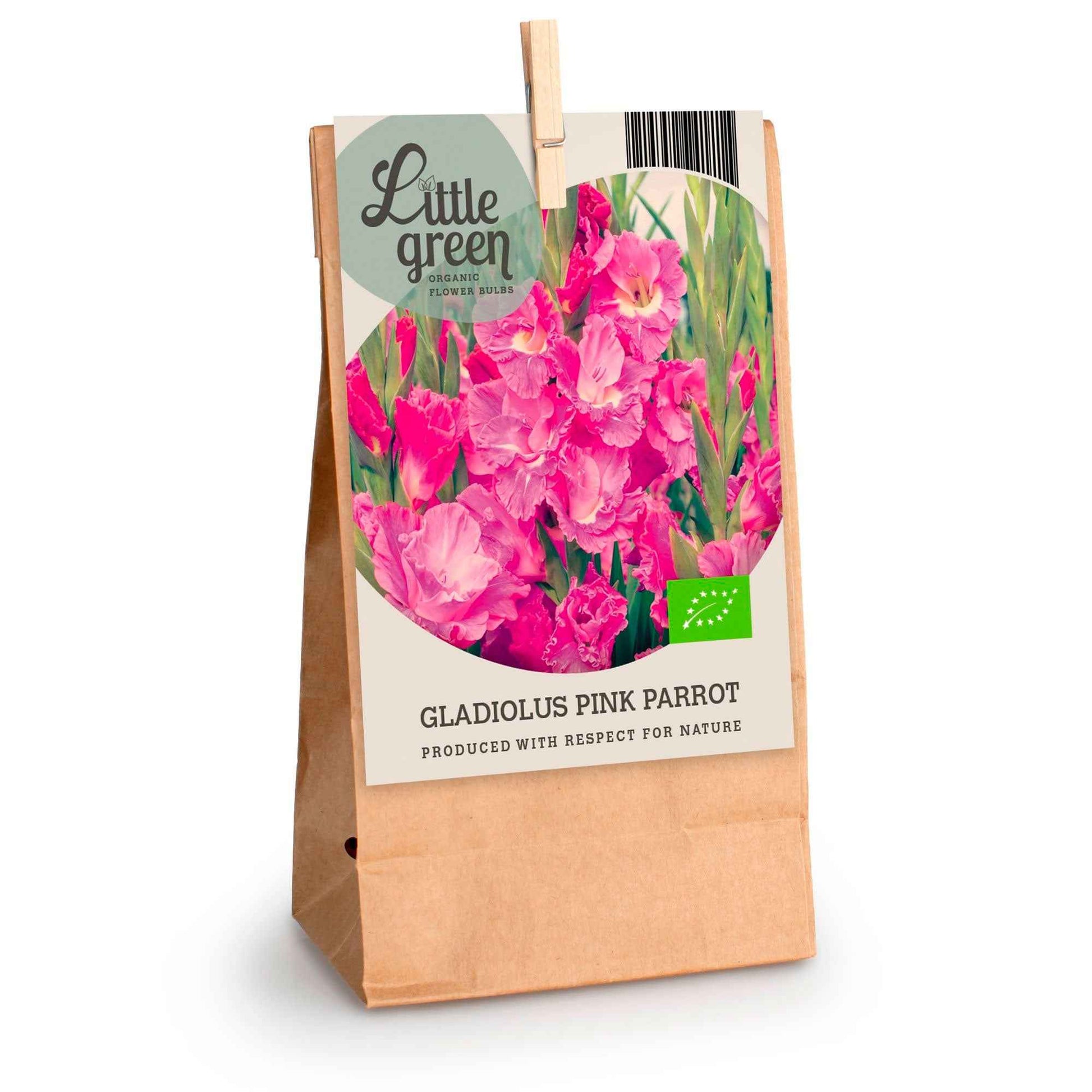 7x Gladiole Gladiolus 'Pink Parrot', rosa - Bio - Alle Blumenzwiebeln