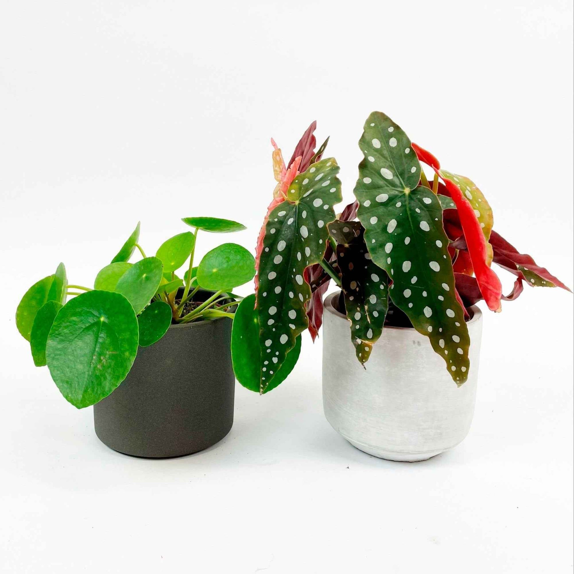 1x Forellenbegonie maculata + 1x Pfannkuchenpflanze, inkl. Ziertöpfe, grau - Grüne Zimmerpflanzen