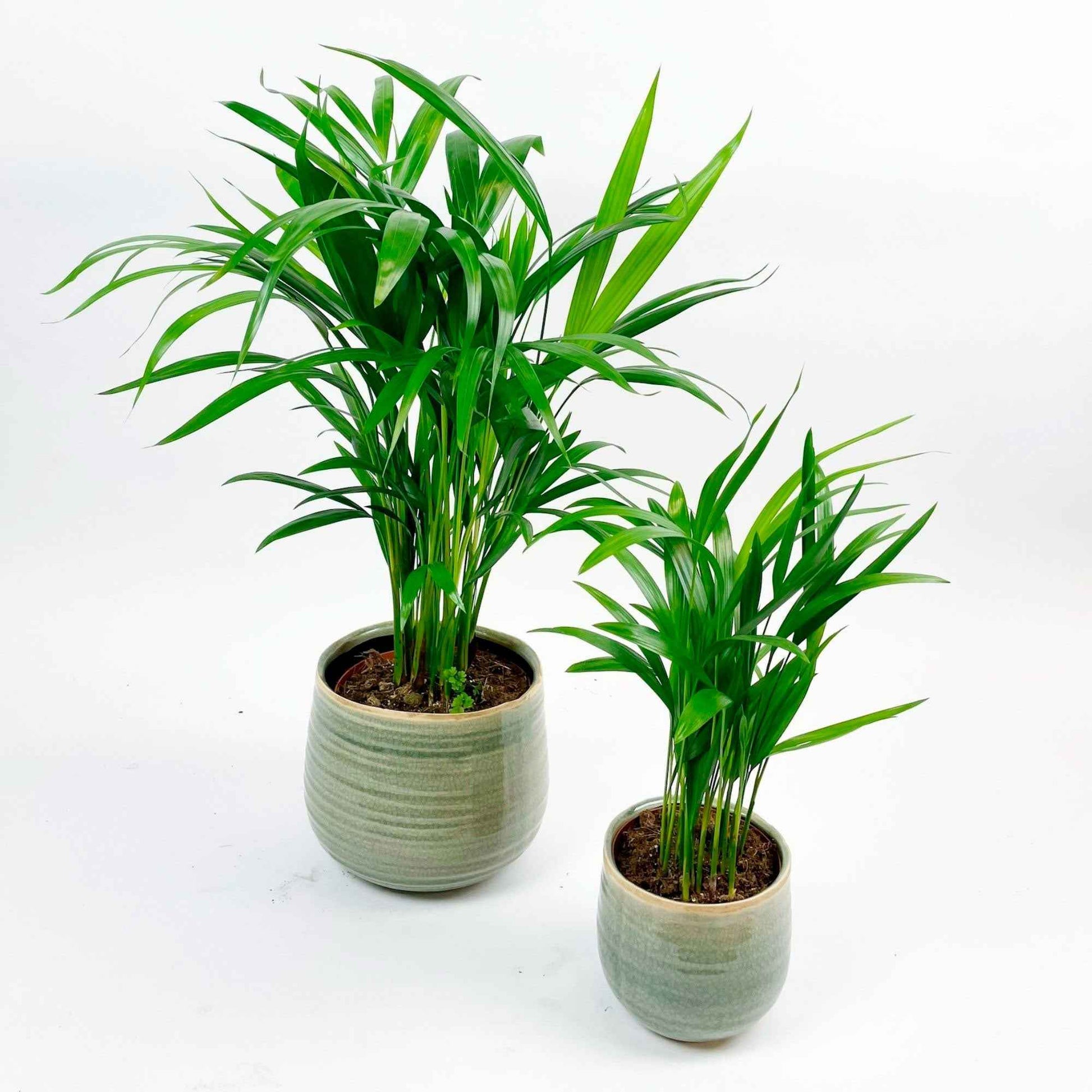 2x Arecapalme 'Dypsis lutescens', inkl. Ziertöpfe, grün - Alle Palmen