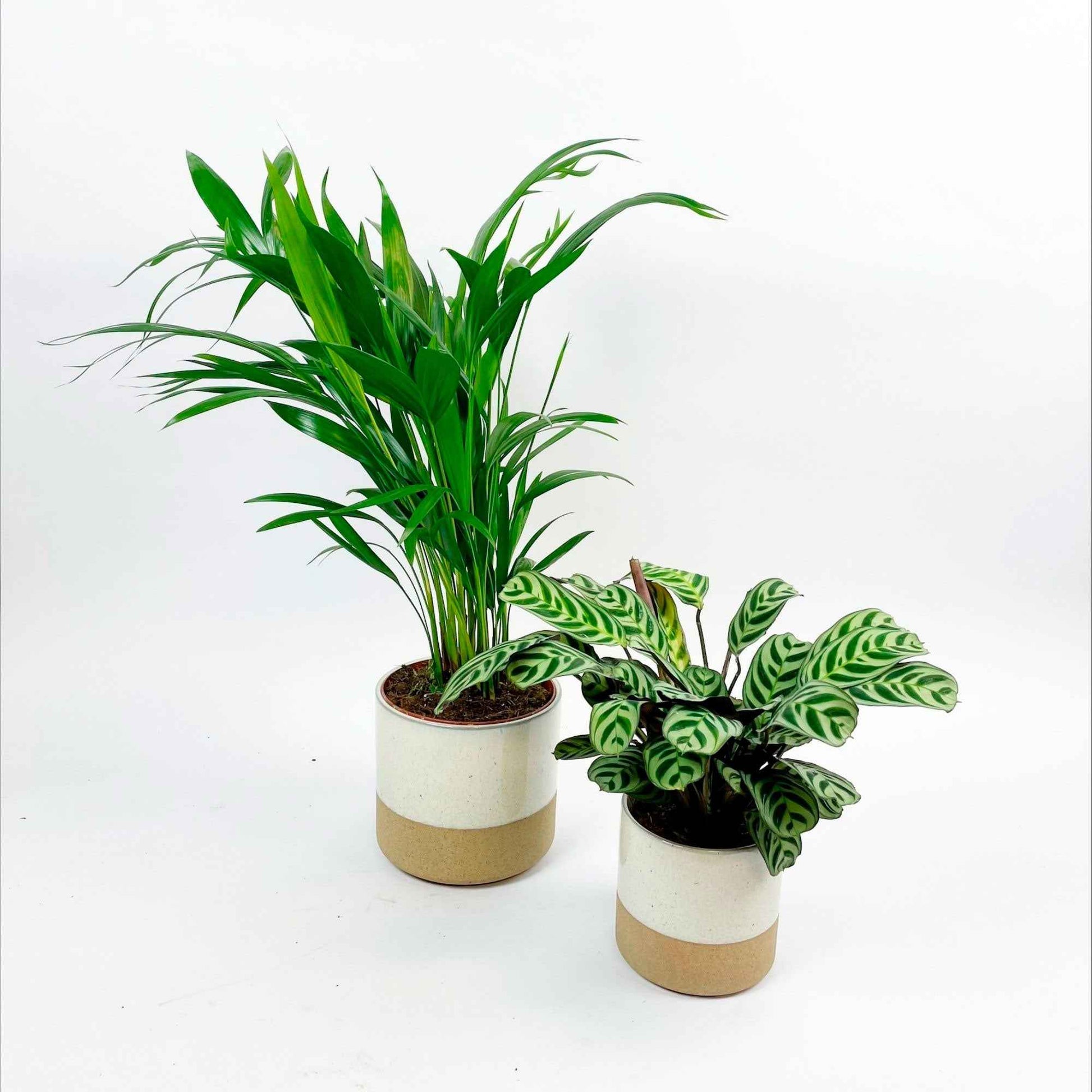 1x Arecapalme 'Dypsis lutescens' + 1x Gebetspflanze, inkl. Ziertöpfe, weiß - Grüne Zimmerpflanzen