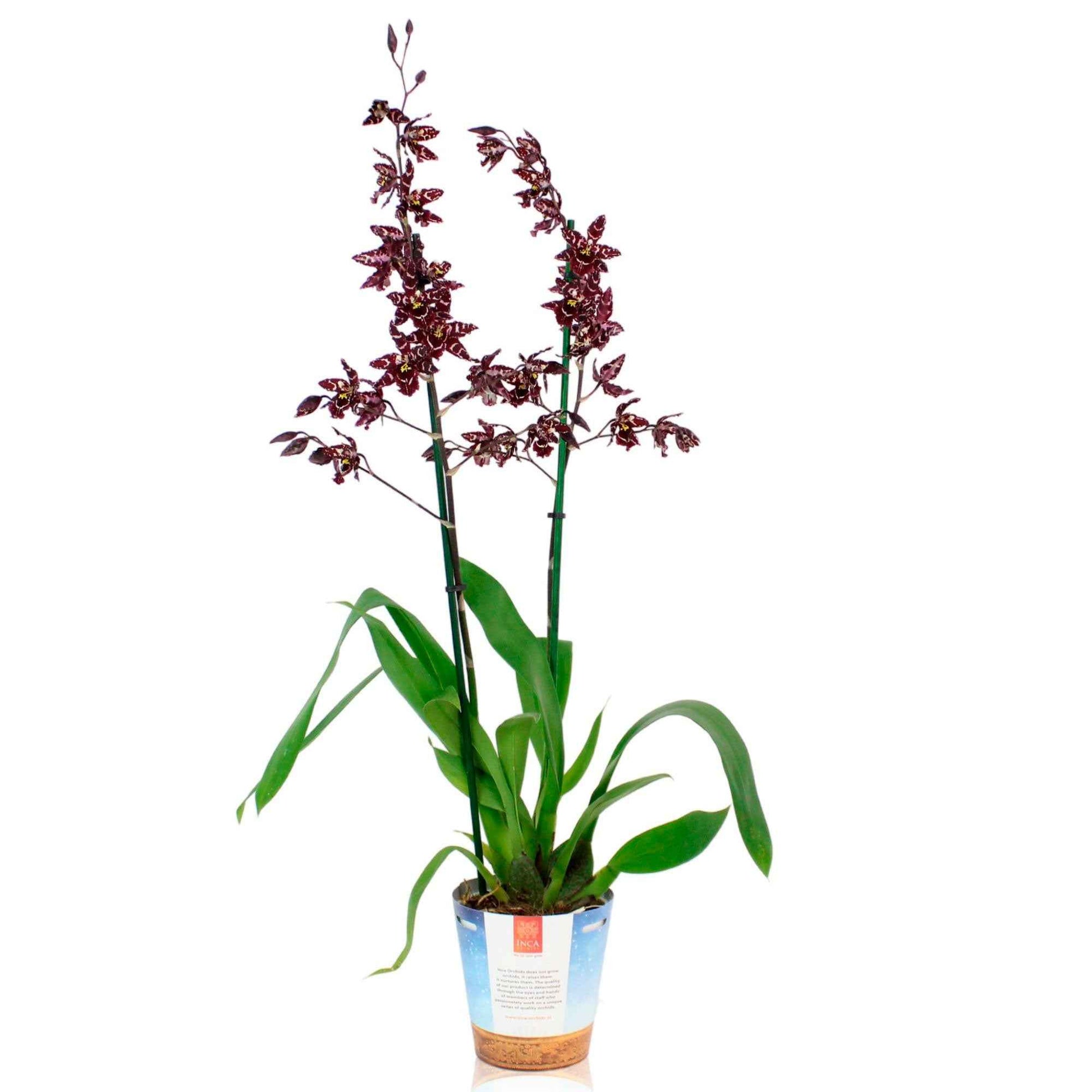 Orchidee Cambria Odontoglossum 'Stirbic' Lila-Weiß - Blühende Zimmerpflanzen