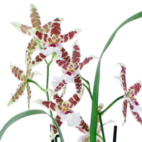 Orchidee Cambria Odontoglossum 'Renaissance' Rot-Weiß - Blühende Zimmerpflanzen