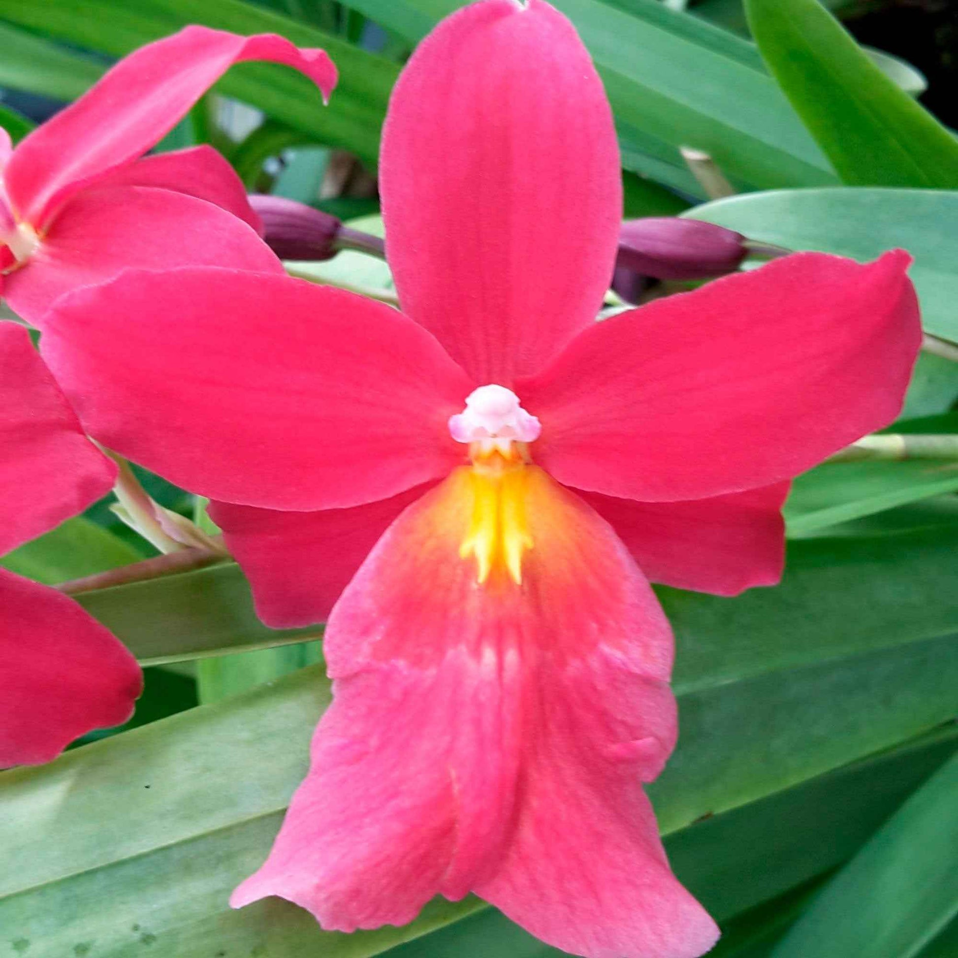 Orchidee Cambria Odontoglossum 'Francine' Rosa - Blühende Zimmerpflanzen