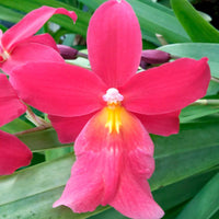Orchidee Cambria Odontoglossum 'Francine' Rosa - Nach Trends