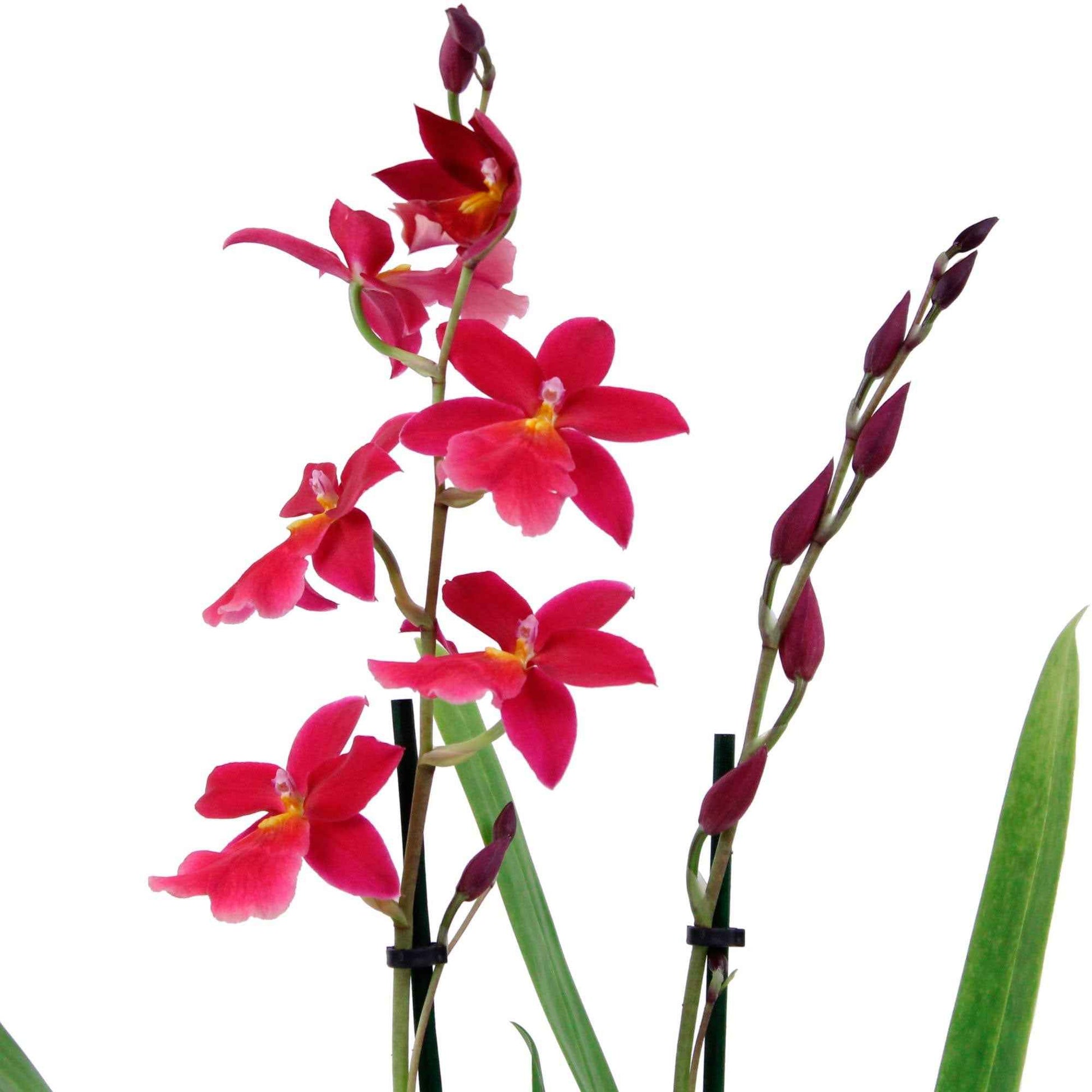 Orchidee Cambria Odontoglossum 'Francine' Rosa - Nicht giftige Zimmerpflanzen