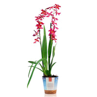 Orchidee Cambria Odontoglossum 'Francine' Rosa - Orchideen