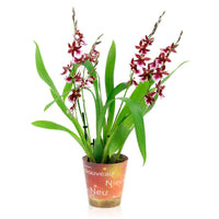 Orchidee Cambria Odontoglossum 'Barocco Red' Lila - Nach Trends
