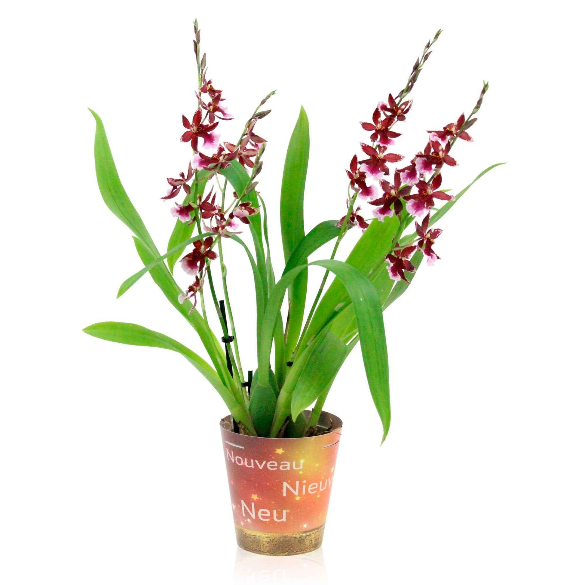 Orchidee Cambria Odontoglossum 'Barocco Red' Lila - Nach Trends