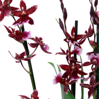 Orchidee Cambria Odontoglossum 'Barocco Red' Lila - Blühende Zimmerpflanzen