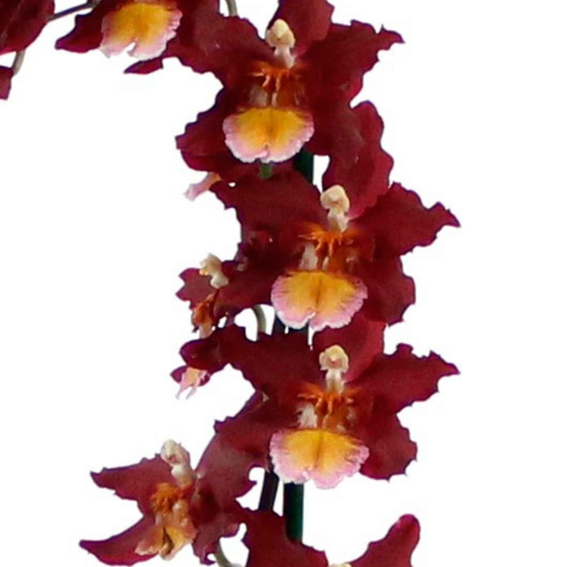 Orchidee Cambria Odontoglossum 'Wildfire' Rot-Orange - Nach Trends