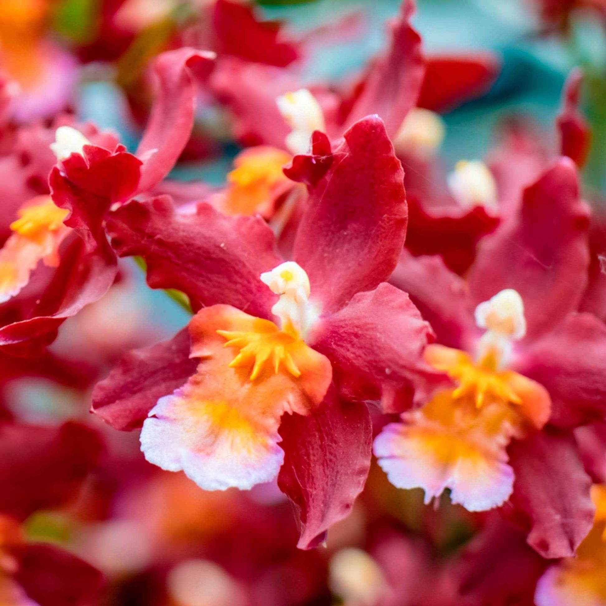 Orchidee Cambria Odontoglossum 'Wildfire' Rot-Orange - Geschenkideen