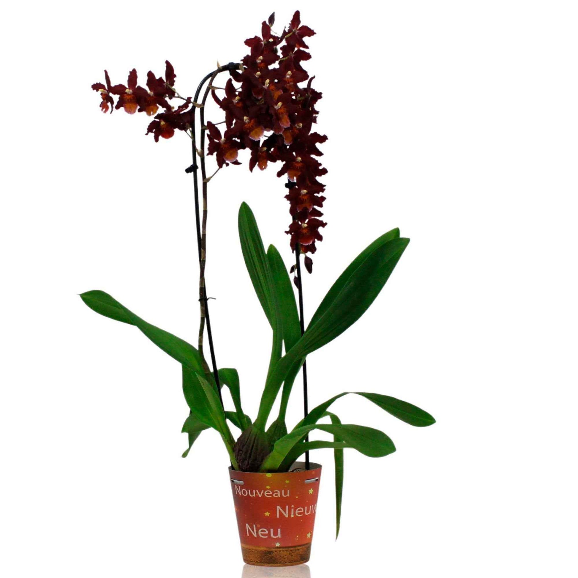 Orchidee Cambria Odontoglossum 'Wildfire' Rot-Orange - Blühende Zimmerpflanzen