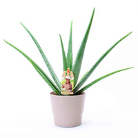 Aloe vera inkl. Dekotopf - Alle pflegeleichten Zimmerpflanzen