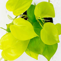 Philodendron 'Lime' - Hängepflanze - Grüne Zimmerpflanzen